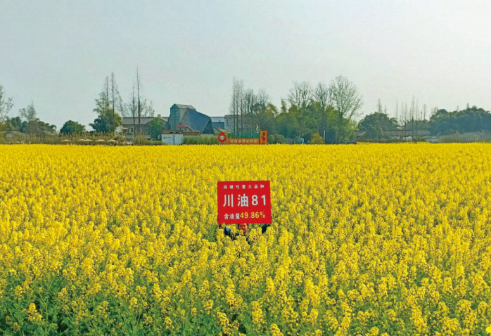 川油81.png
