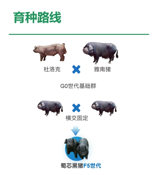 7.10蜀芯猪商品猪出栏配图2.png