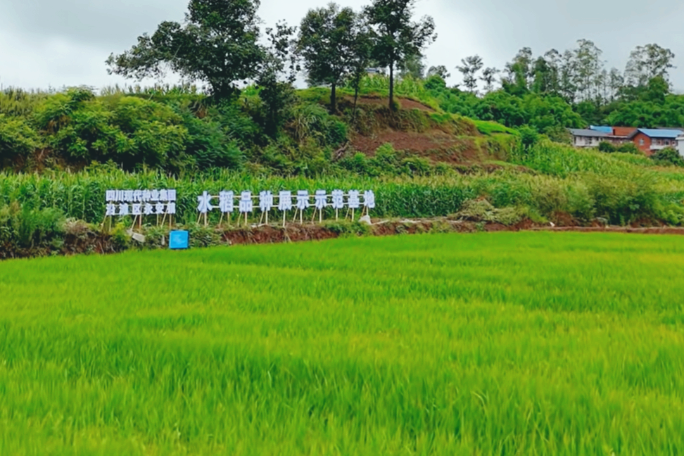 解密低镉水稻品种|优选“一粒种” 种出“放心粮”