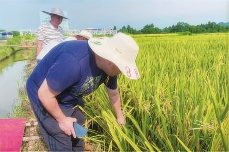 四川农村日报：让好品种在田间看得见、摸得着 “天府粮仓”优势水稻品种“剑指”大单品