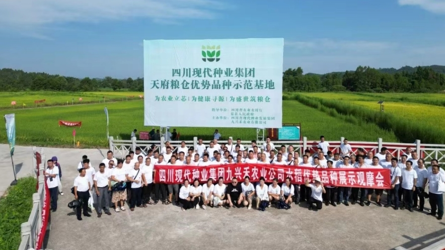 川观新闻：连接新型农业经营主体，“天府粮仓”优势水稻品种“剑指”大单品