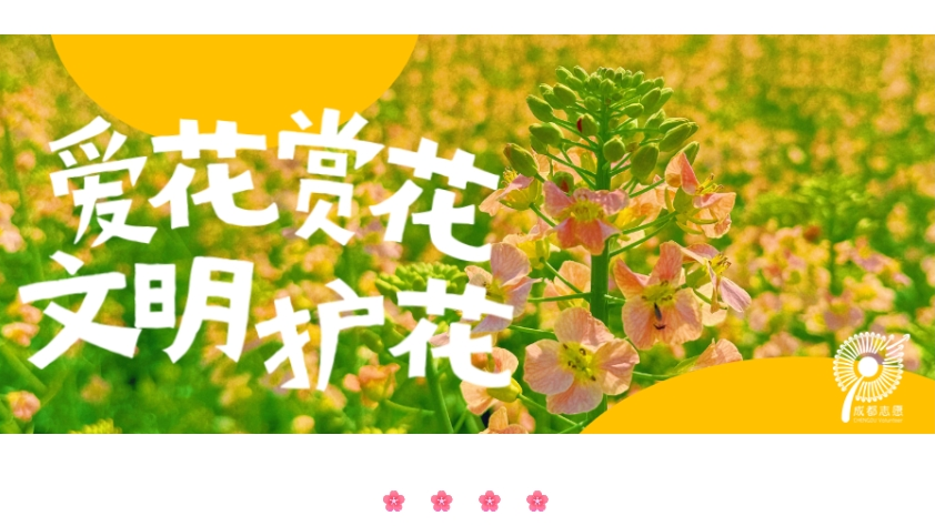 成都志愿者网：志愿招募 | 打卡拍照、文明赏花……一起探秘油菜花的“彩色魔法”