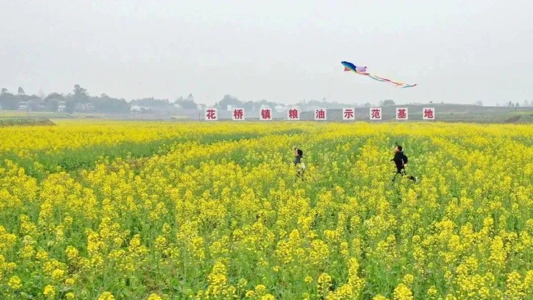 四川农村日报：广安花桥镇 1100 亩新品种油菜盼花开