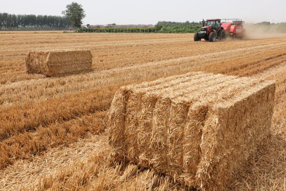 今年全国“三夏”小麦大规模机收基本结束
