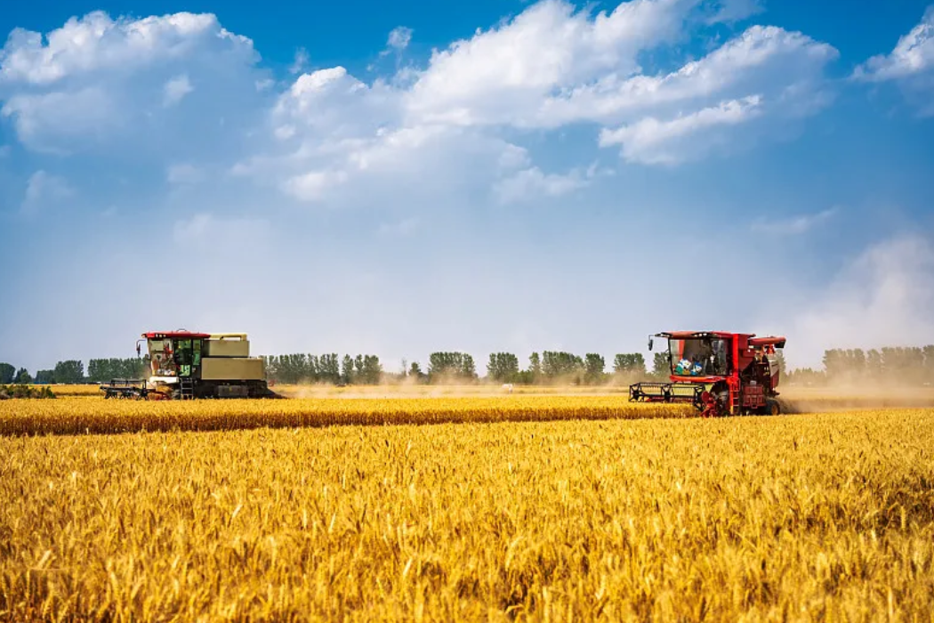 加快新品种新技术推广应用 支撑粮油作物大面积单产提升 ——农业农村部有关负责人就2025年国家农作物优良品种推广目录和农业主导品种主推技术答记者问