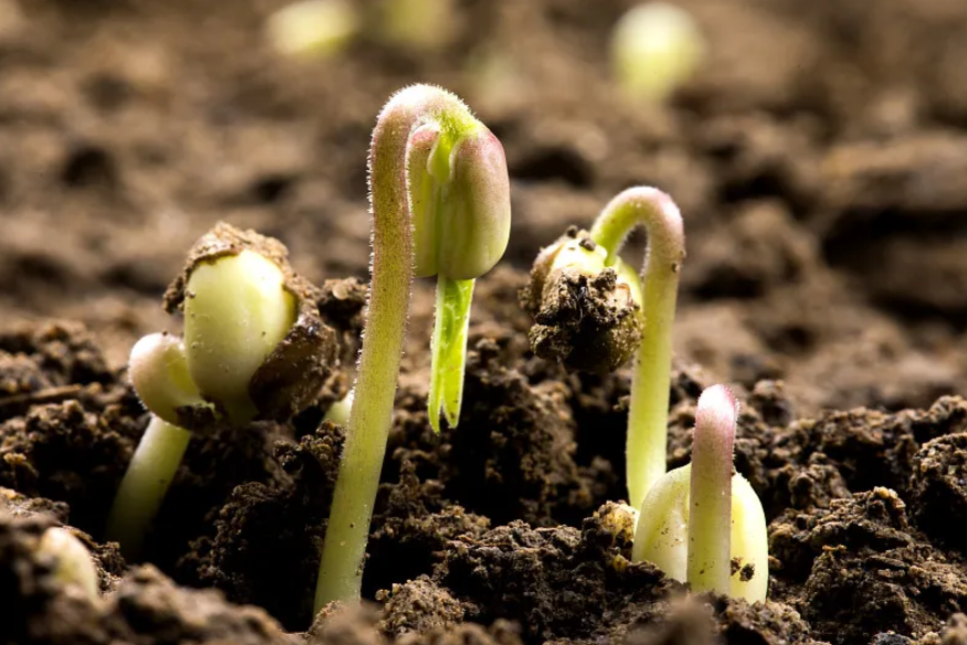 国家育种联合攻关工作推进视频会召开