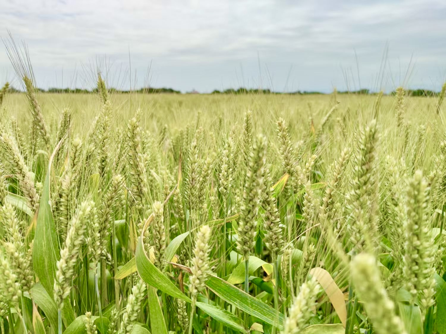 68fb404d7bd26.jpg 蜀麦2229品种绿色时候插图pic2.jpg