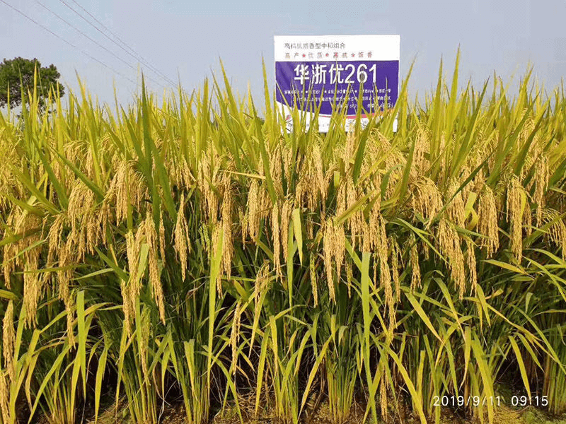 华浙优261
