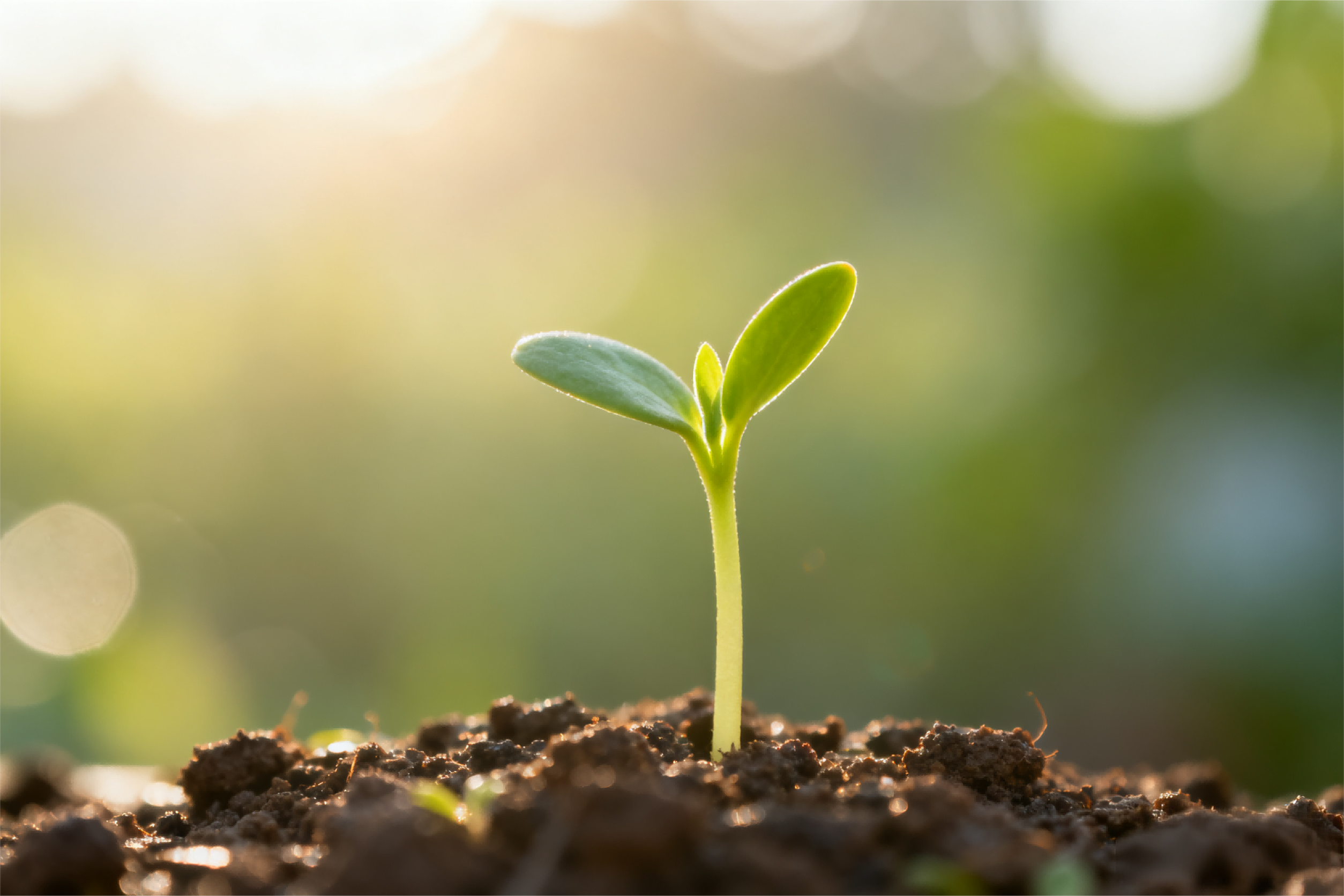 农业农村部召开全国现场会 部署深入实施种业振兴行动重点工作