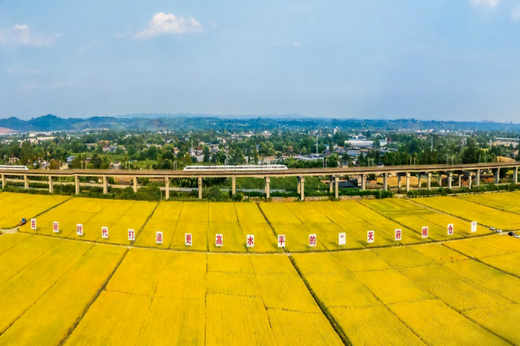 从“5”个维度 回望四川现代种业集团的2025年