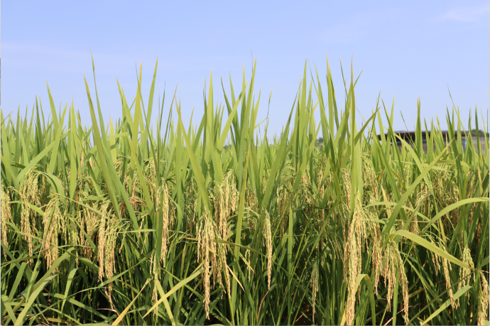 69782122813c2.png 25.6.6赵云做客省政府网站“在线访谈”栏目种业推广pic(1).png