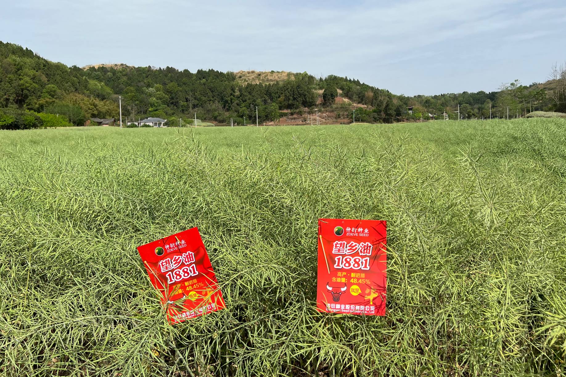 697b16864285d.jpg 望乡油1881.jpg