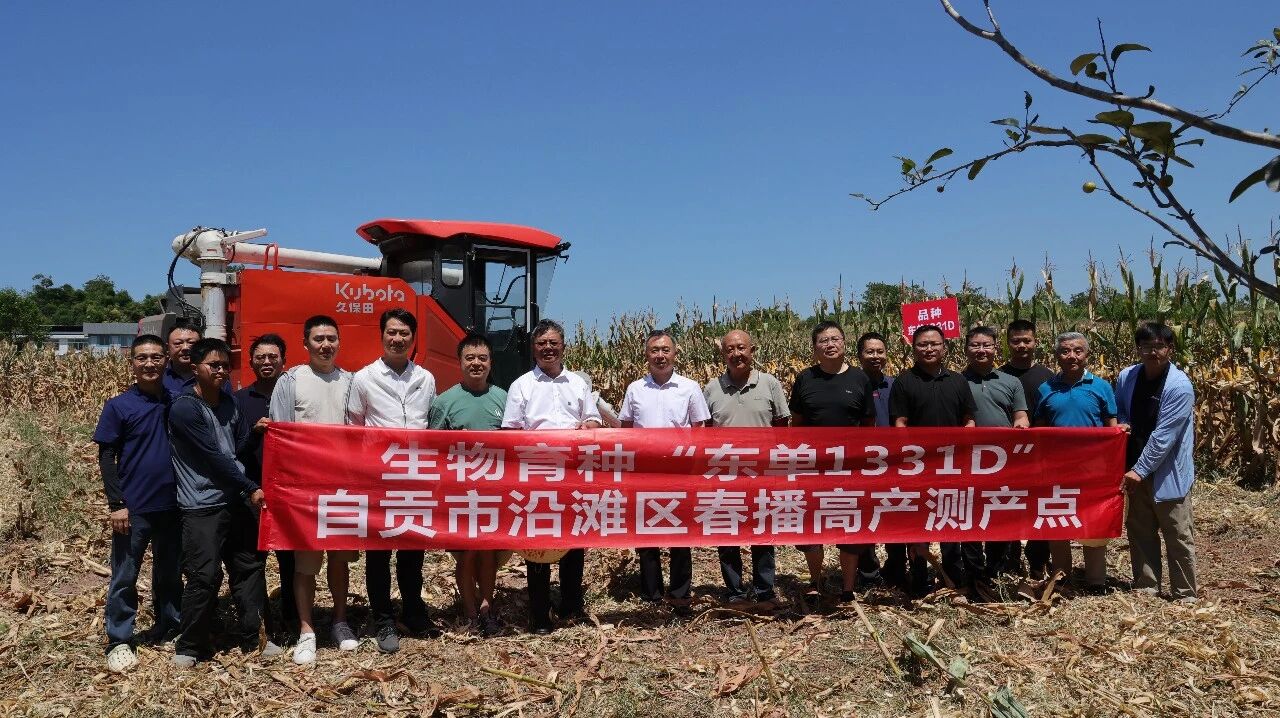 种芯农业公司玉米品种“东单1331”“东单1331D”田间测产  亩产超800公斤